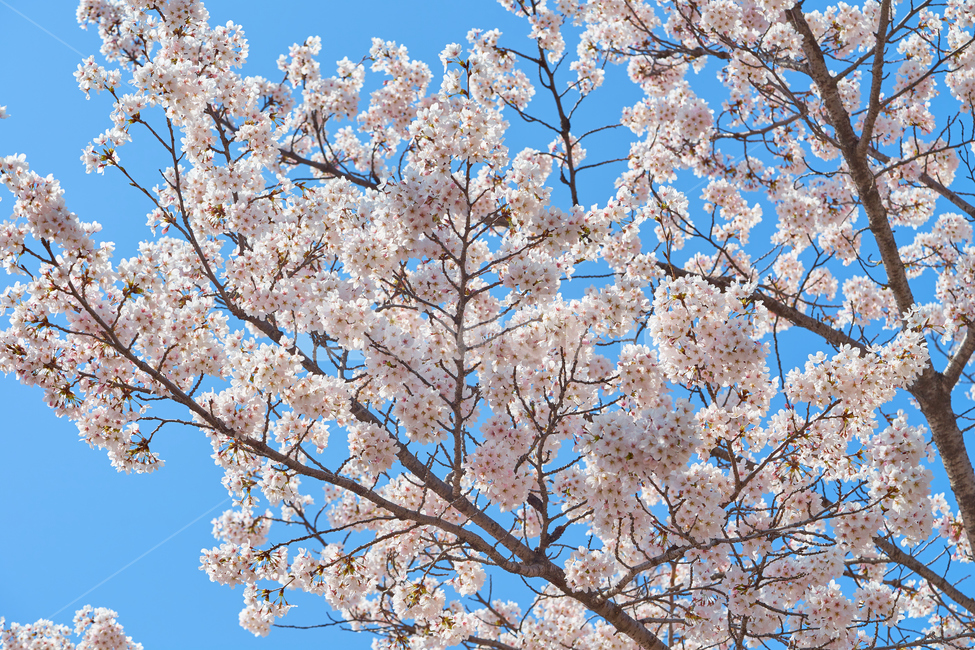 벚꽃,벚꽃나무,푸른하늘,풍경,하늘,하얀색꽃,봄,꽃,낮,햇살,spring,flower,sky,sunlight,봄,계절,spring,season,식물,자연,plants,nature,꽃,flower,plant,blossom