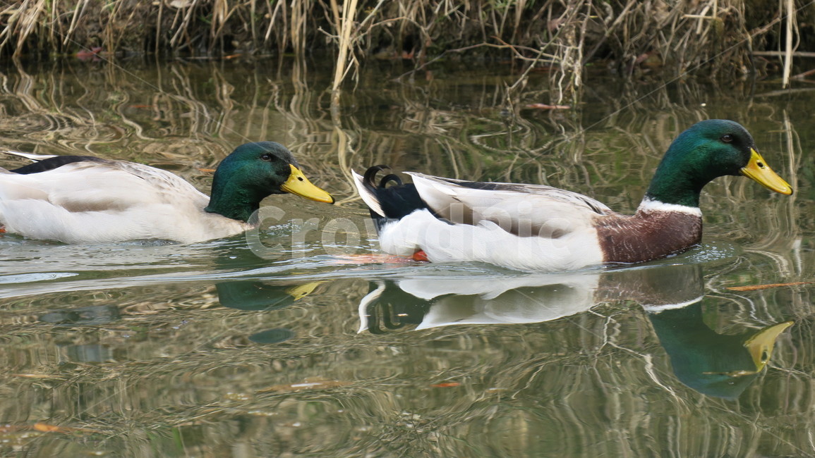 새,animal,동물,청둥오리,duck,동물,animal,조류,새,birds