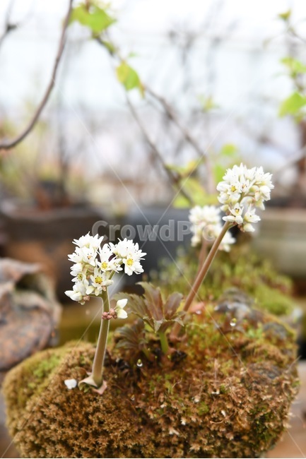 식물,꽃,감성사진,자연,flower,꽃사진,봄,봄꽃,계절,빗방울,비,감성,4월,spring,힐링,자연풍경,풍경,봄,계절,spring,season,식물,자연,plants,nature,꽃,flower,plant