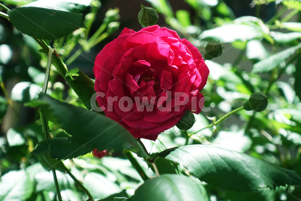 장미,장미꽃,꽃,플라워,rose,식물,자연,plants,flower,red,green,식물,자연,plants,nature,꽃,flower