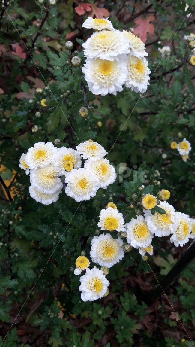 꽃,국화,노랑,흰색,초록,식물,자연,plants,nature,꽃,flower