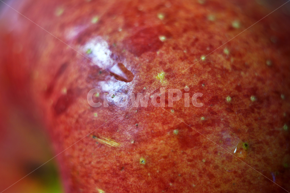 사과,과일,열매,식물,apple,fruit,음식,부사,빨간사과,과일,열매,fruit