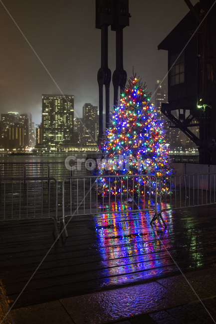 plant,식물,크리스마스,트리,나무,도시,뉴욕,중심지,조명,newyork,christmas,tree,rain,night,landscape
