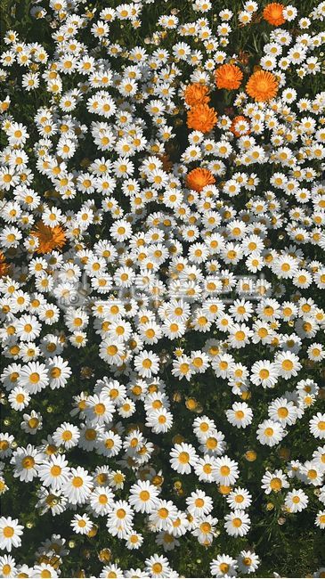 fried egg flower,daisy,flower