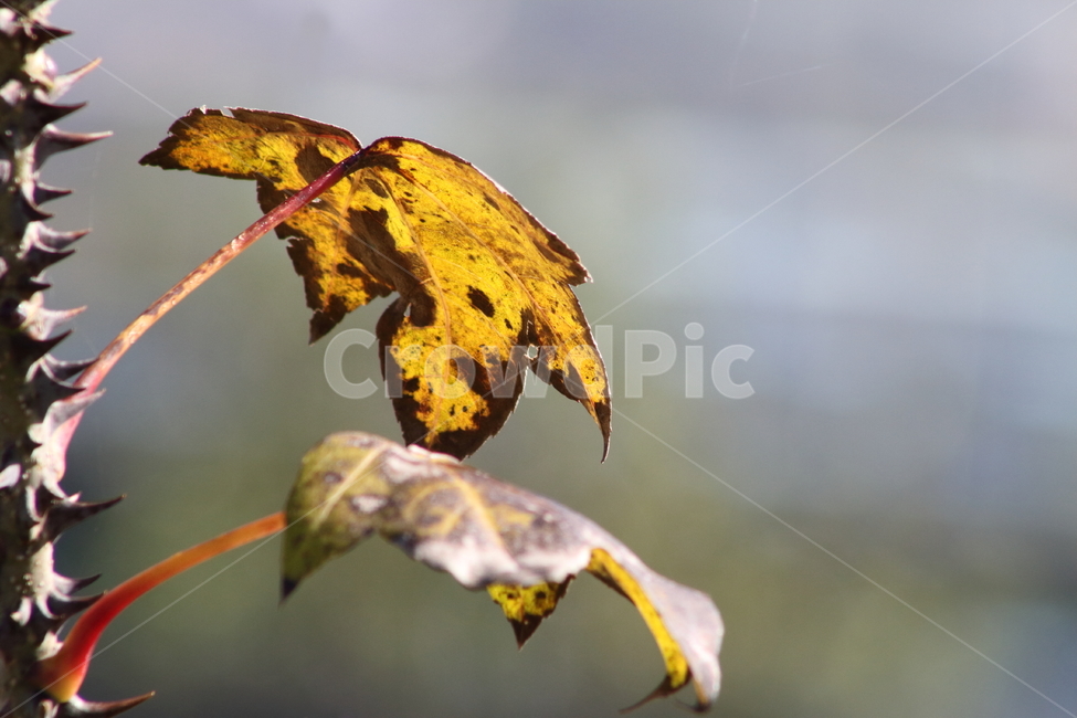 음나무,엄나무,단풍,가을,castoraralia,가을,계절,fall,autumn,season,leaf,잎,plant,식물,tree,나무