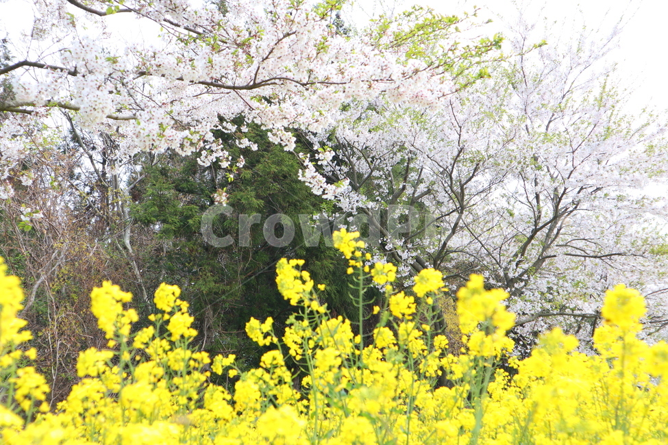유채꽃,제주유채꽃,봄꽃,flower,yellow,벚꽃유채꽃,유채꽃벚꽃,rapeflower,rapeblossom,rapeblossoms,koreanflower,yellowflower,노란꽃,봄,계절,spring,season,plant,식물,꽃,blossom