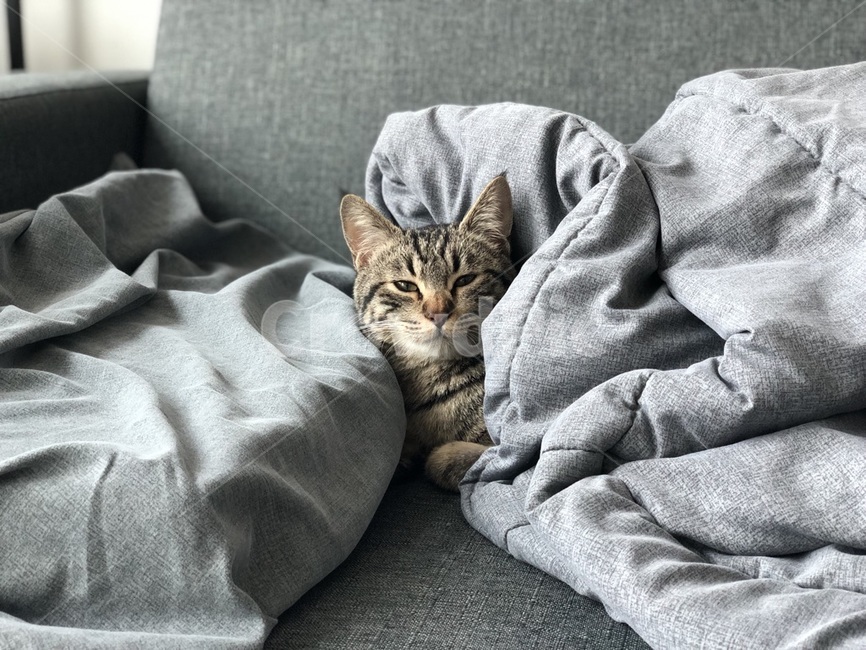 고등어,고양이,애완동물,편안함,이불덮은고양이