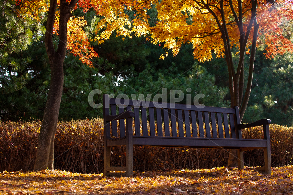 가을,산,숲속,단풍,낙엽,계절,감성,나무,식물,자연,가을,계절,fall,autumn,season,식물,자연,plants,nature,나무,trees,wood,furniture,가구,tree,plant,leaf,잎