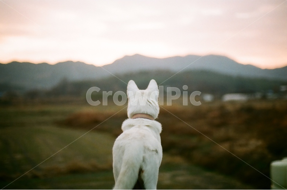 강아지,필름카메라,시골풍경,고향,진돗개,백구,풍경,시골,먼산,일출