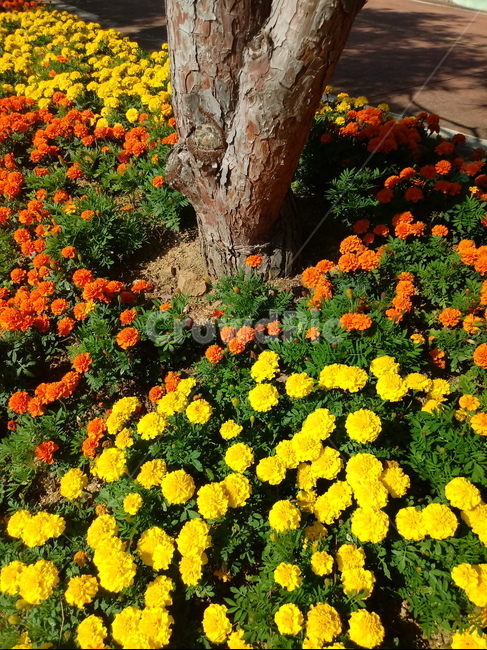 금잔화,금송화,金松花,옥동동화,성주화,당금잔,식물,꽃,plant,flower,potmarigold,관상용,한해살이풀,식물,자연,plants,nature,꽃,flower