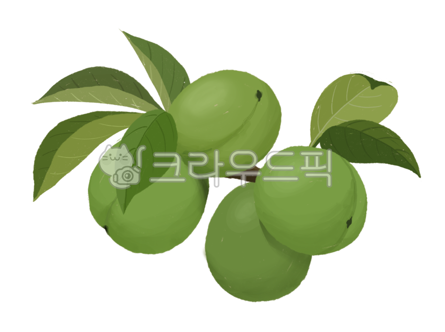 plum,Plum syrup,hand drawing,fruit,drawing,illustration