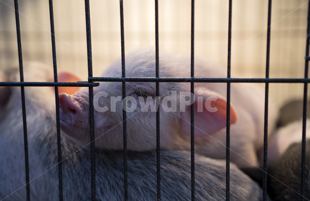 돼지,아기돼지,pig,minipig,핑크돼지,동물,animal,포유류,mammal