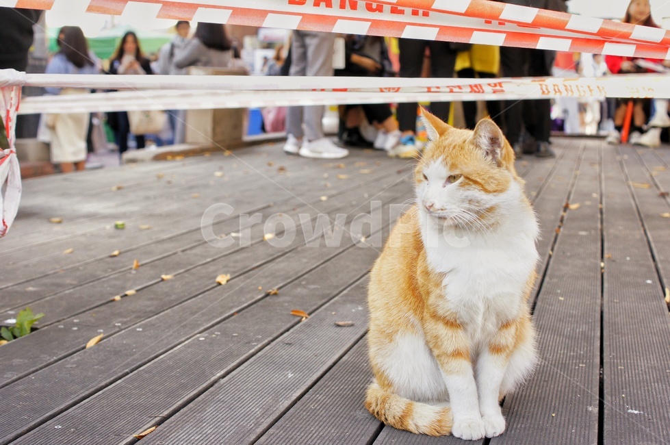 길냥이,길고양이,고양이,유기동물,겨울,쓸쓸한,cat,straycat,cats,pet,animal,동물,사람,인파,낙엽,외로운,동물,animal,포유류,mammal,고양이,cat,kitten,kitty