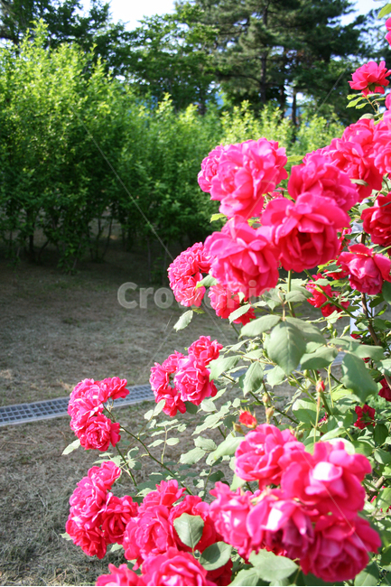 장미,장미덩쿨,식물,flower,plants,nature,꽃,꽃봉오리,식물,자연,plants,nature,꽃,flower