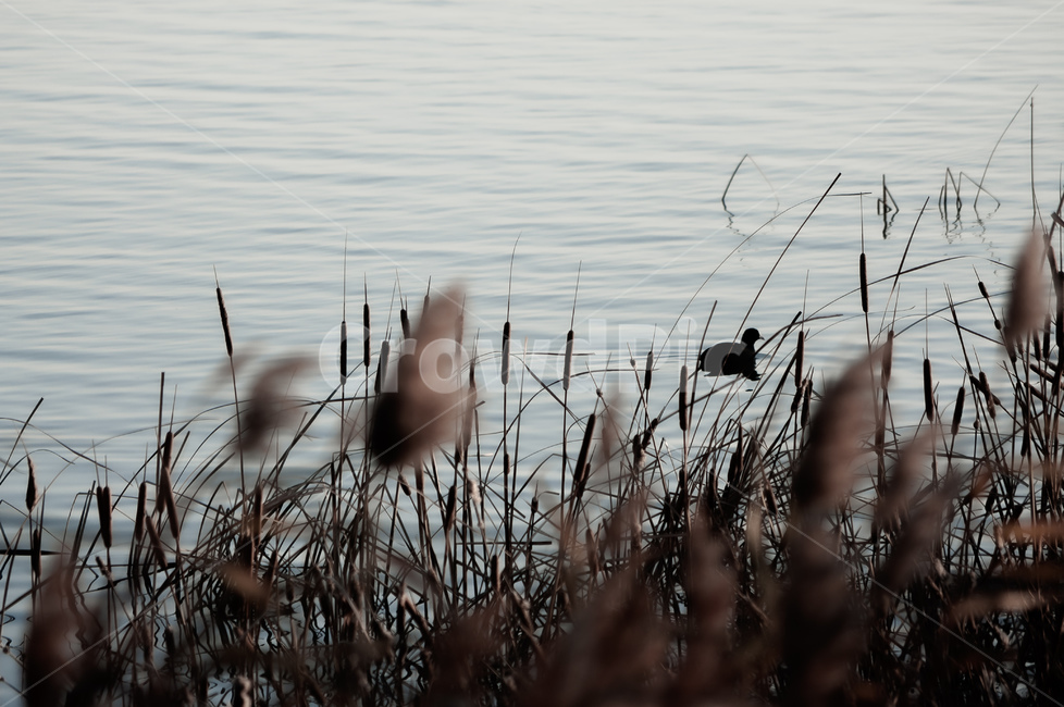 plant,식물,새,bird,갈대,animal,동물