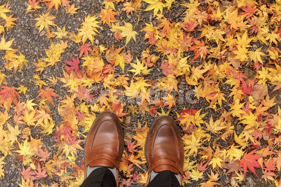 낙엽,단풍,감성사진,maple,fallenleaves,가을,fall,autumn,가을,계절,fall,autumn,season,plant,식물,leaf,잎