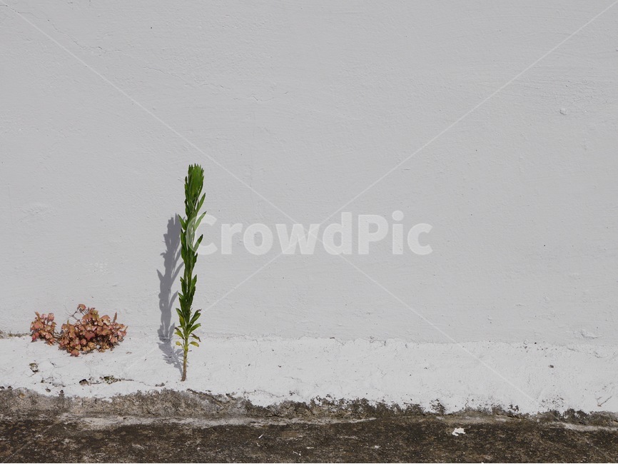 조용함,쓸쓸함,외로움,배경,감성,식물,풀,길가,식물,자연,plants,nature