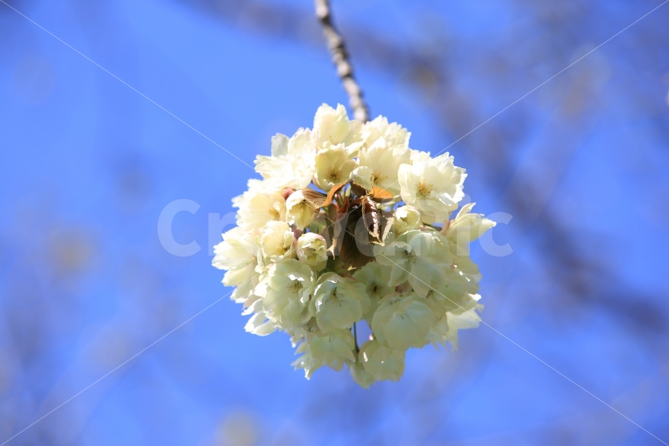 풍경,사진,이미지,접사,꽃,식물,자연,plants,nature,봄,계절,spring,season,꽃,flower,bee,벌,invertebrate,무척추 동물,animal,동물,insect,곤충