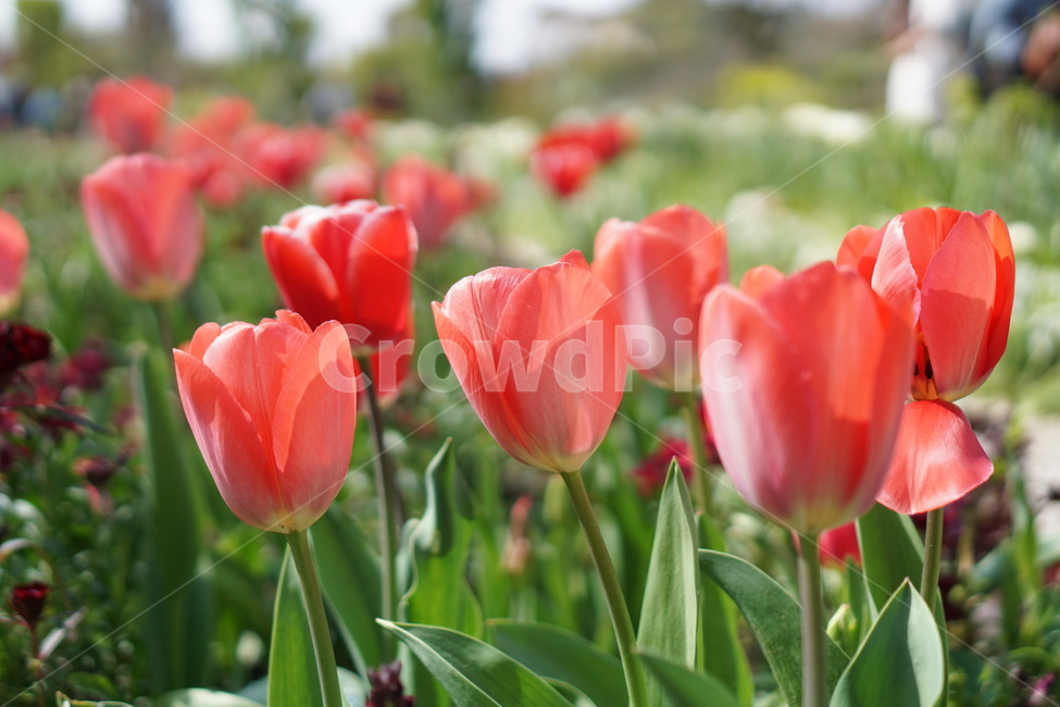 꽃,튤립,식물,정원,봄,가든,식물원,꽃밭,flower,tulip,plant,garden,green,초록이,blossom,주황꽃,주황색꽃