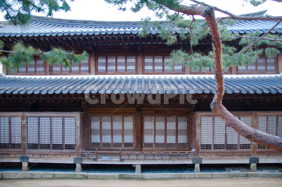 한국,덕수궁,단아함,고급스러운,소나무,한국전통,한국문화,궁궐,building,건물,architecture,건축물,pagoda,신사,shrine,신전,temple,worship