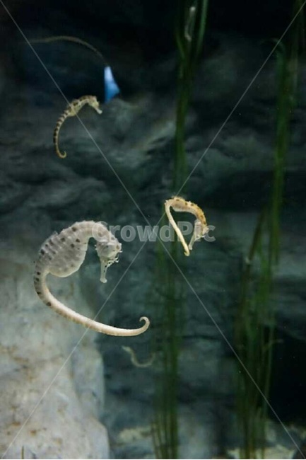 해마,아쿠아리움,해양생물,물고기,바다,seahorse,wildlife,aquarium,fish,underwater,marine,sea,marinelife,sealife,blue,water,swim,수영,바위,seaweed,해초