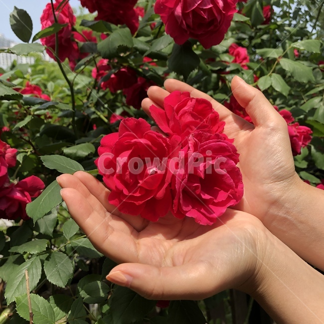자연,감성,꽃,장미,장미꽃,식물,자연,plants,nature,꽃,flower