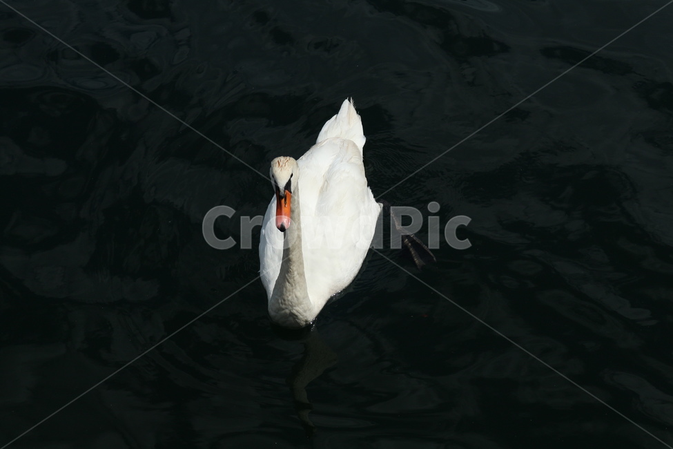오리,물새,조류,동물,호수,물가,동물,animal,조류,새,birds
