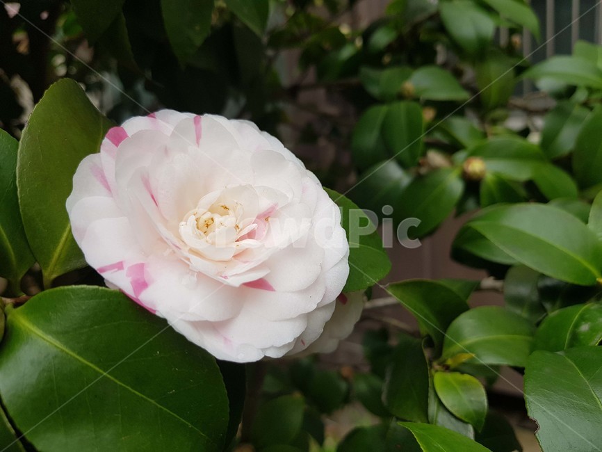 봄,동백꽃,하얀동백꽃,활짝핀꽃,꽃한송이,식물,자연,plants,nature,꽃,flower