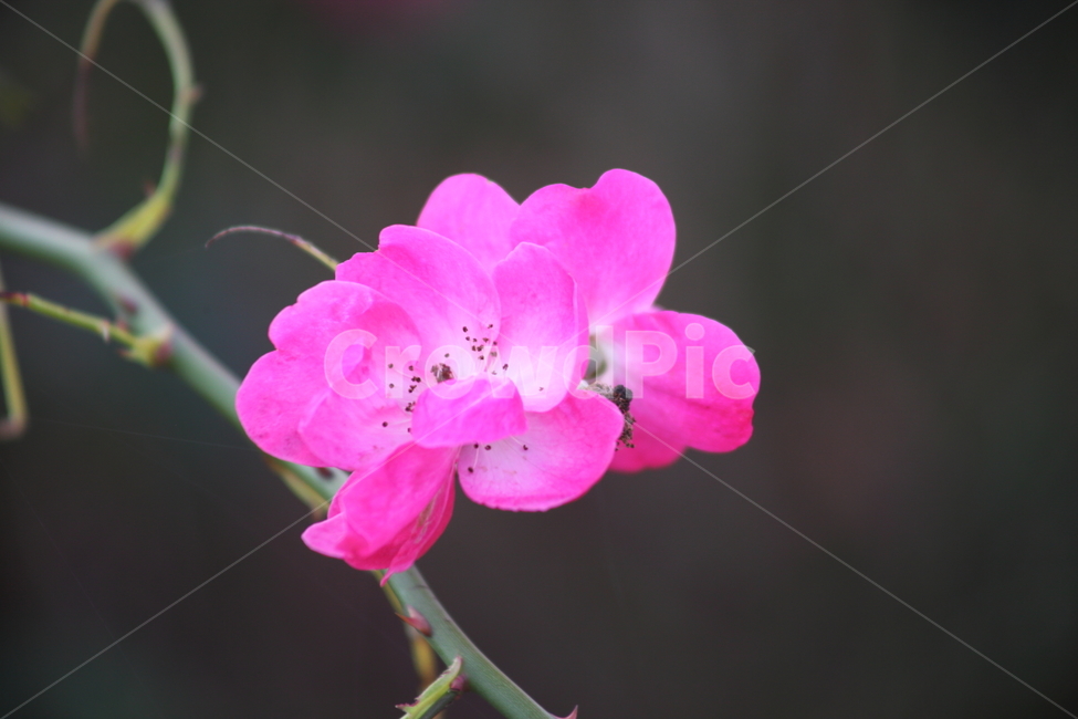 장미,꽃,식물,정원수,rose,식물,자연,plants,nature,꽃,flower