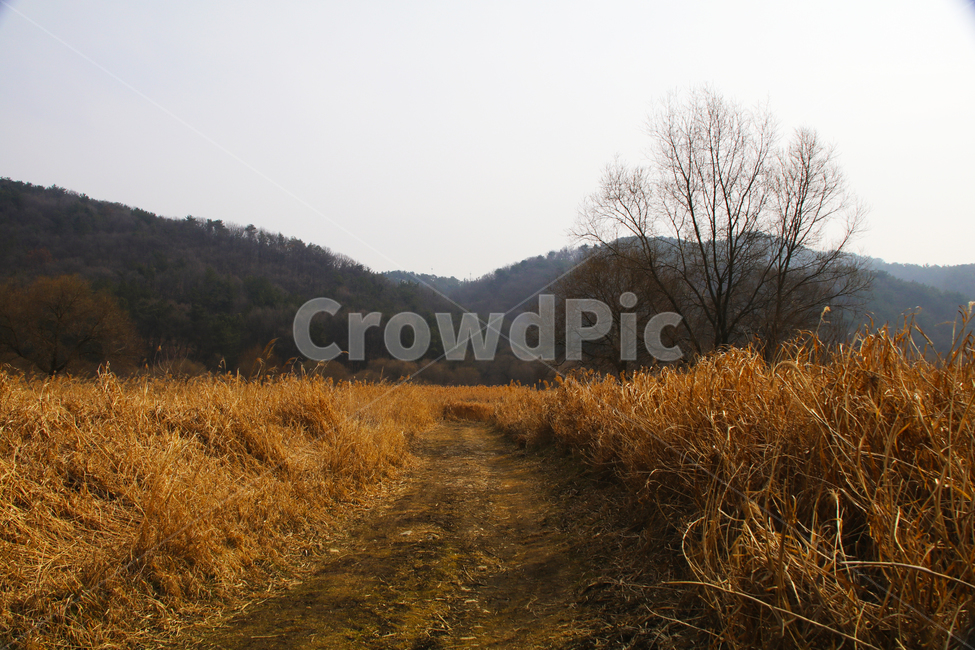 갈대,억새,고목,나무,길,하천,숲길,자연,풍경,nature,landscape,gravel,자갈,road,도로,dirt road,흙길,ground,바닥