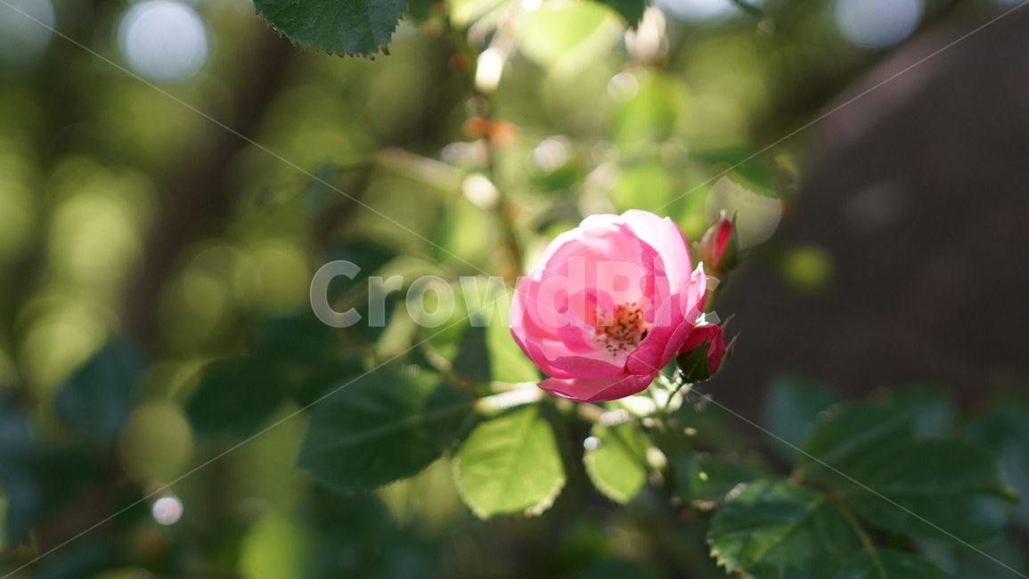 꽃,장미,꽃잎,아웃포커싱,핑크,핑크로즈,분홍장미,장미꽃,자연,nature,식물,플라워,flower,plant,감성사진,꽃사진