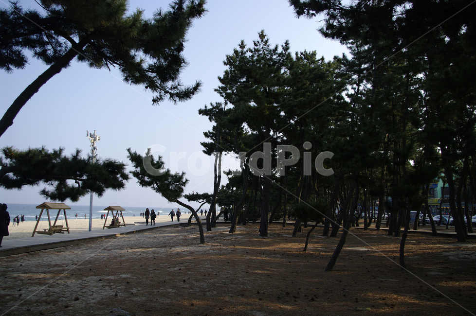 소나무,나무,식물,tree,plant,자연