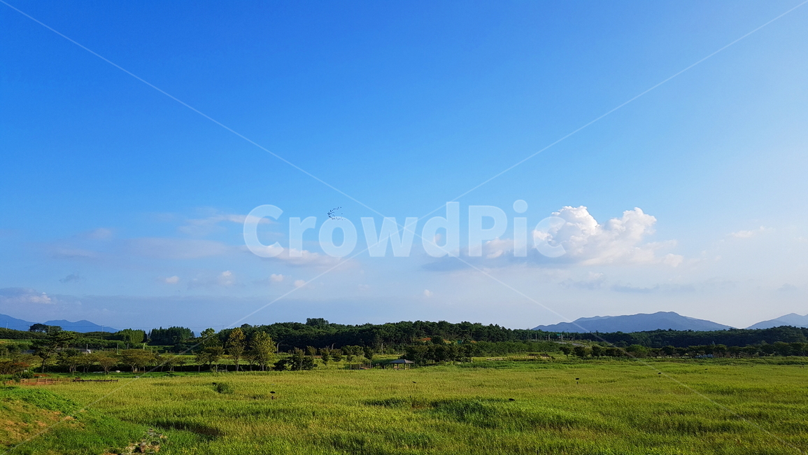 하늘,구름,새,나무,녹색,자연,풍경,nature,sky,bird,tree,green,cloud,평화로운,season,푸른하늘,풍경사진,자연사진,자연,풍경,nature,landscape,grassland,목초지,field,들,outdoors,옥외