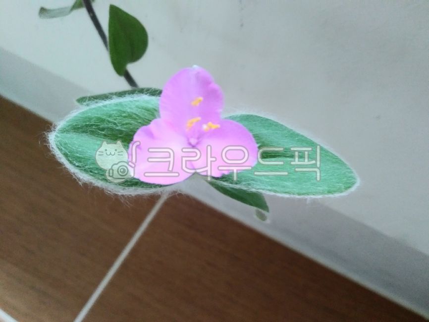 purple flower,blossom,moongae flower,affix,plant,Hairy Dalgae Flower,Fur Dalgaebi,flower