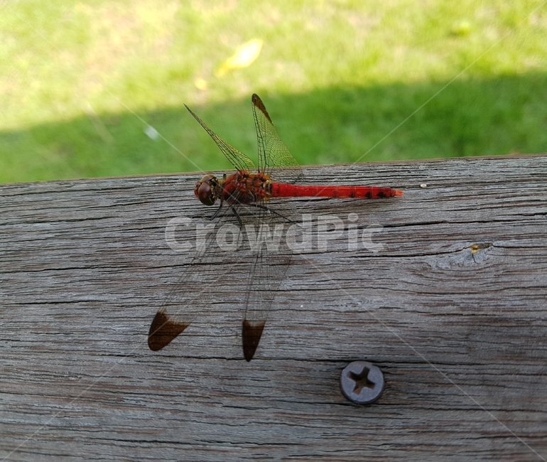 자연,가을,잠자리,고추잠자리,휴식,곤충,벌레,insect,bug