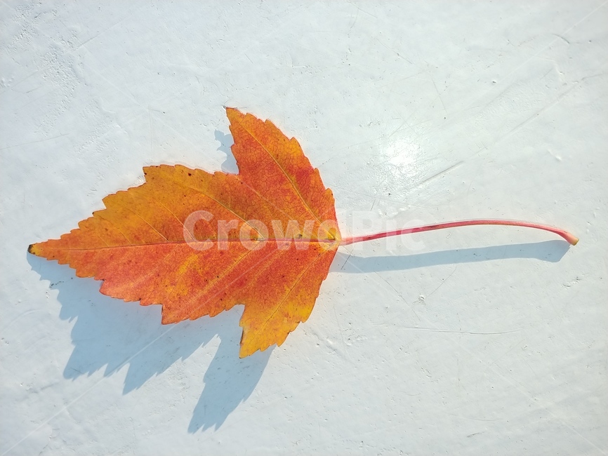 가을,단풍,나뭇잎,단풍잎,낙엽,잎,leaf,식물,나무,가을,계절,fall,autumn,season,plant,tree
