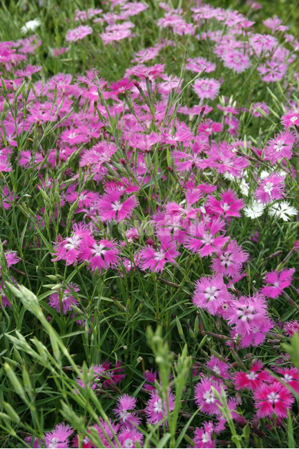 패랭이꽃,식물,flower,plants,nature,꽃,꽃봉오리,꽃밭,식물,자연,plants,nature,꽃,flower
