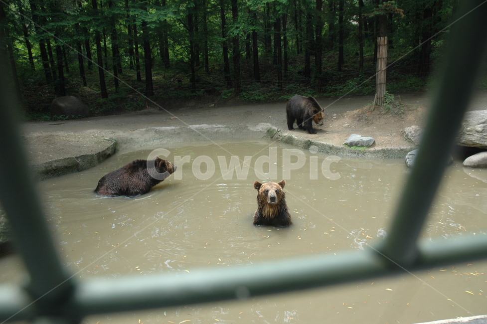 곰,사파리투어곰,맹수먹이체험,곰먹이주기,곰먹이체험,불곰,한국곰,갈색곰,위협적인곰,곰손바닥,입벌린곰