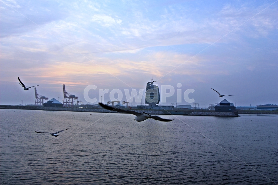갈매기,seagull,gull,flying,새,동물,animal,조류,새,birds