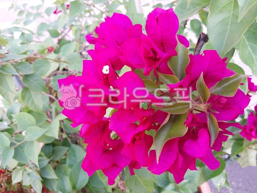 petal,paperflower,bougainvillea,Wallpapers,flower,bougainvilleaglabra