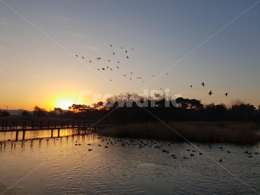일출,호수,풍경,청둥오리,하늘,outdoors,옥외,nature,자연,bird,새,animal,동물