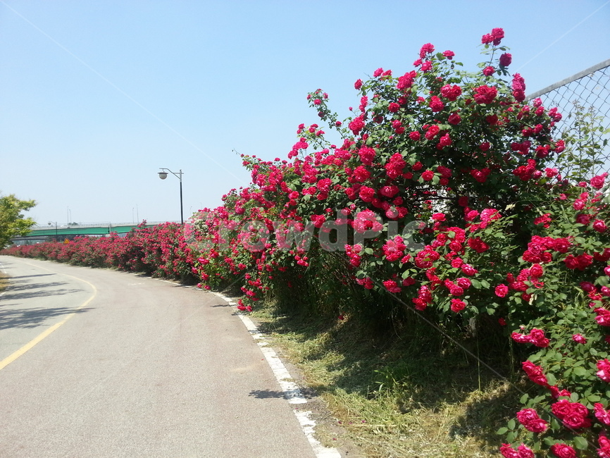 장미,자전거길,빨강,화사,장미꽃길,자연,풍경,nature,landscape,outdoors,옥외