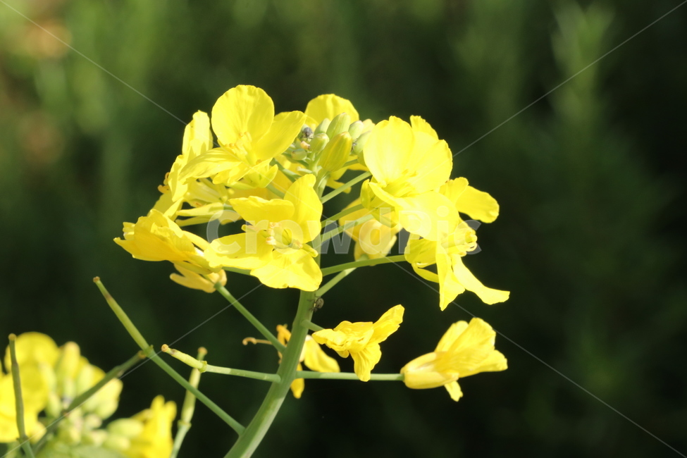 유채꽃, 꽃, 식물, flower, plant, 사진,이미지,일러스트,캘리그라피 - phototo73작가