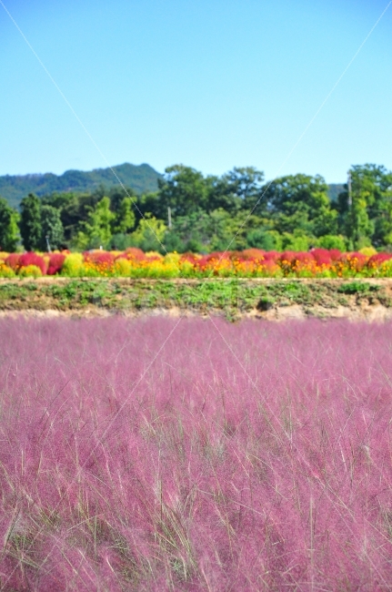 양주,나리공원,핑크뮬리,갈대밭,분홍색,가을,자연,밭,park,pink,grass,reed,silvergrass,color,autumn,nature,garden,자연,풍경,nature,landscape,vegetation,초목,plant,식물,bush,부시,잔디,outdoors,옥외