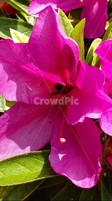 철죽,자연,벌,일,꿀벌,빨강,꽃,봄,집중,봄,계절,spring,season,식물,자연,plants,nature,꽃,flower,동물,animal,곤충,벌레,insect,bug,blossom,geranium,제라늄,plant