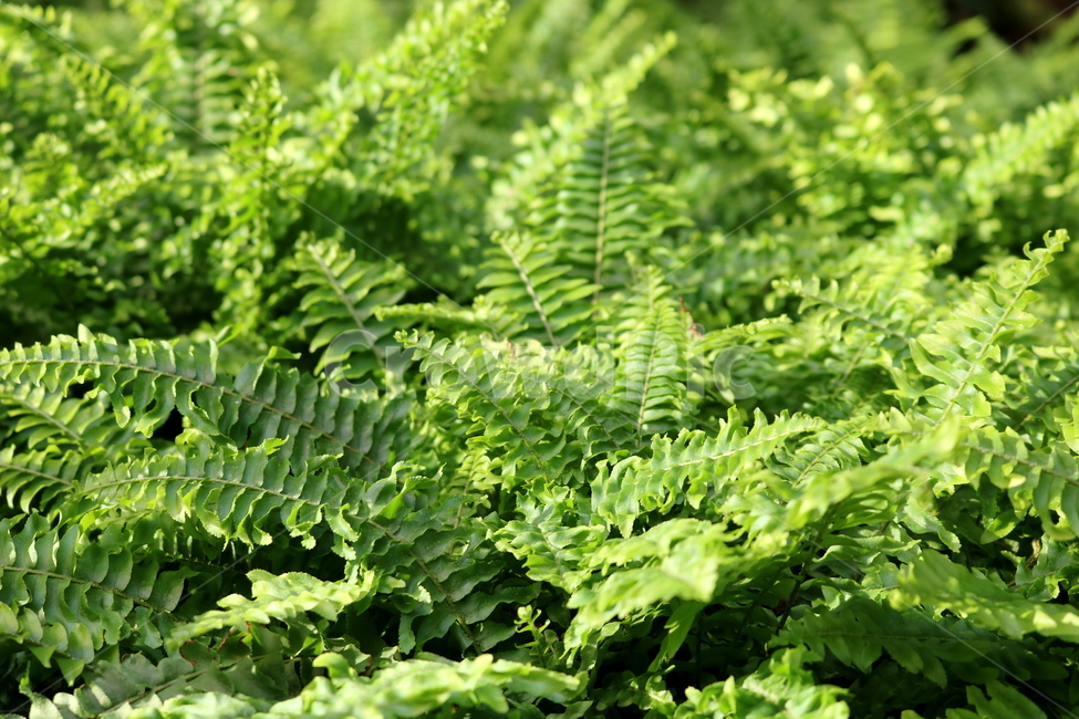 고사리,보스톤고사리,미국고사리,식물,고란초과,자연,식물원,식물,자연,plants,nature
