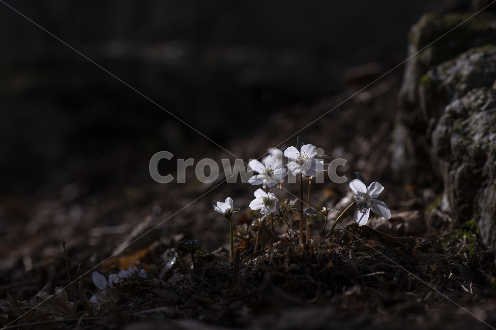 변산바람꽃,꽃,야생화,봄꽃,봄,식물,자연,바람꽃,개화,계절,접사,3월,잎,꽃잎,흰색,바위,이끼,돌,미나리아재비과,여러해살이풀,풀,숲,산,아름다운,작은꽃,희귀종,아침,어두운,클로즈업,여린,연약한,꽃술,군락,멸종위기,무리,들꽃,낙엽,여러송이,식물,자연,plants,nature,꽃,flower