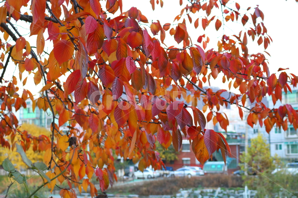 나무,단풍,벚나무,벚꽃나무,식물,자연,가을,가을,계절,fall,autumn,season,식물,자연,plants,nature,plant