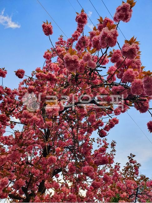 flower,꽃,꽃잎,벚꽃,cherryblossom,배경