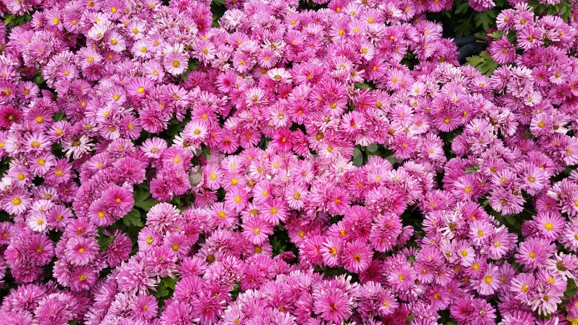 국화,꽃,바탕,배경,정원